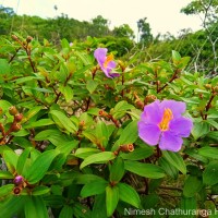 Osbeckia aspera Blume